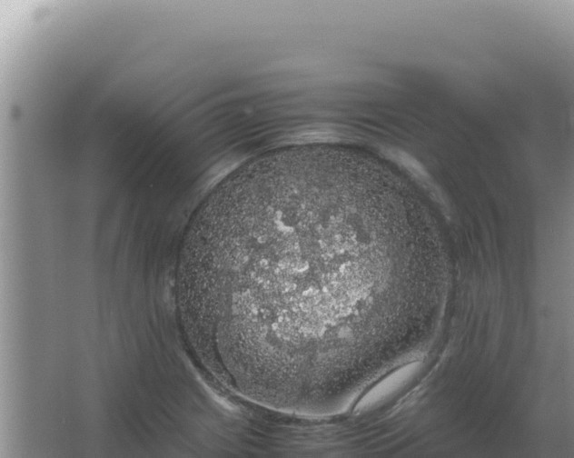 X0000067501225200604150059