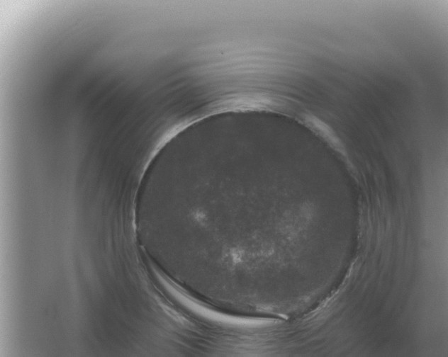 X0000067501226200604150059