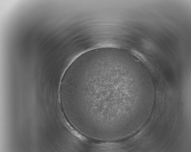 X0000067501236200604150059