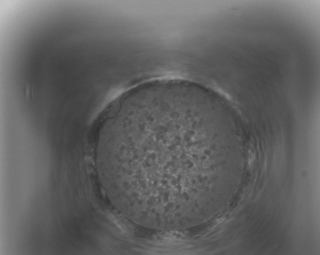 X0000067501255200604150058