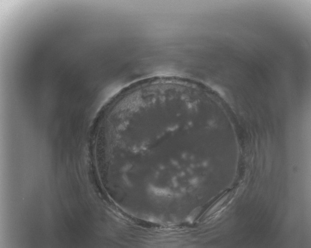 X0000067501263200604150058