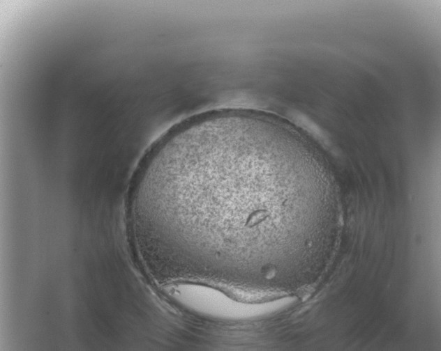 X0000067501264200604150058