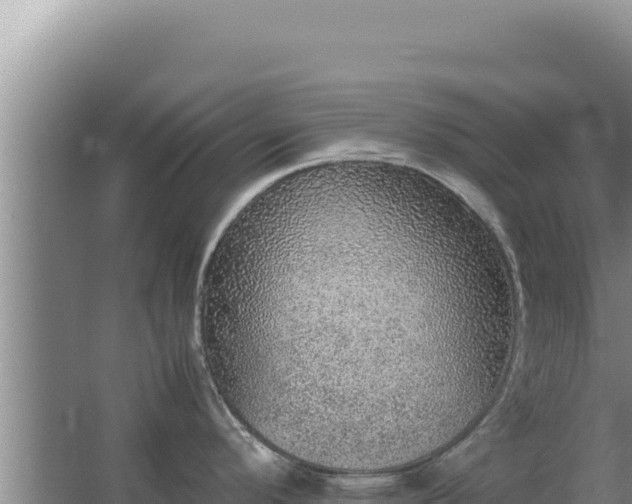 X0000067501296200604150058