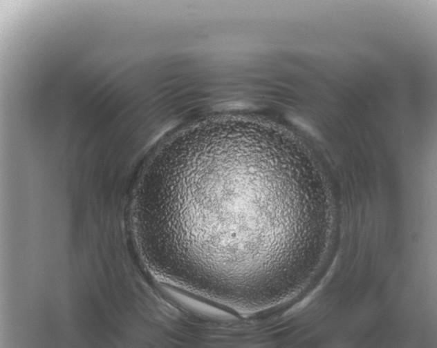 X0000067501305200604150057