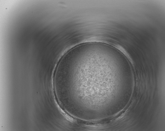 X0000067501388200604150056