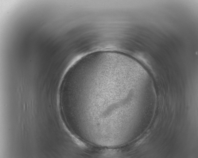 X0000067501424200604150056