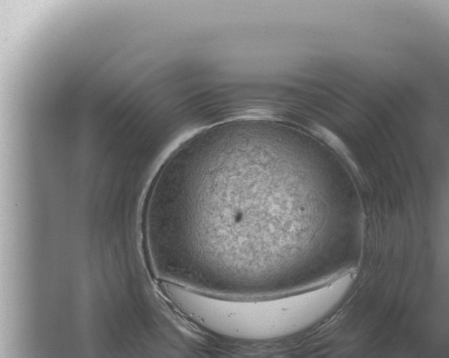 X0000067501435200604150056