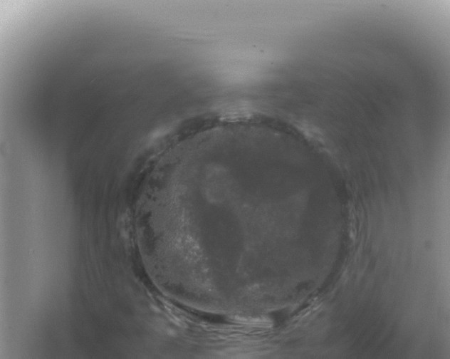 X0000067501445200604150055