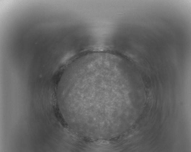 X0000067501446200604150055