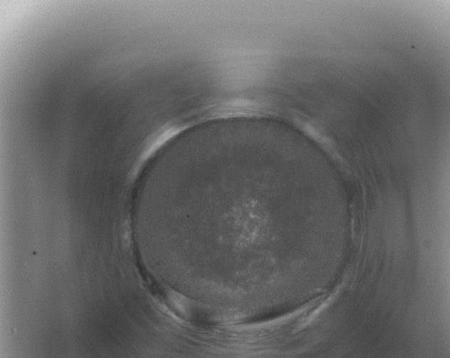 X0000067501453200604150055