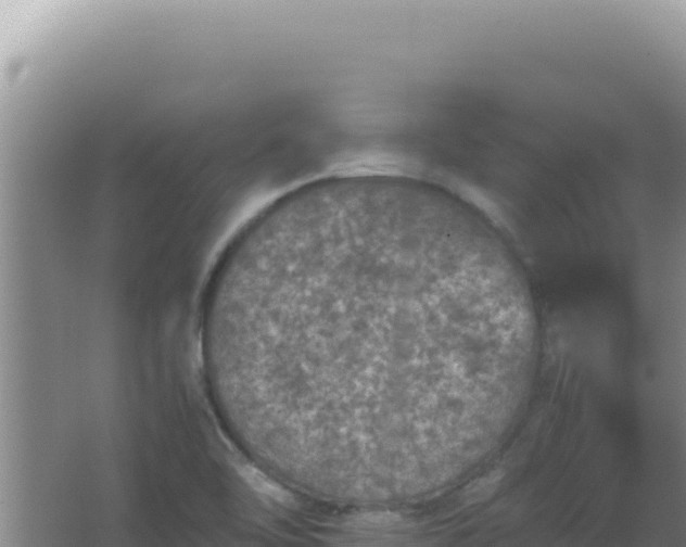 X0000067501462200604150055