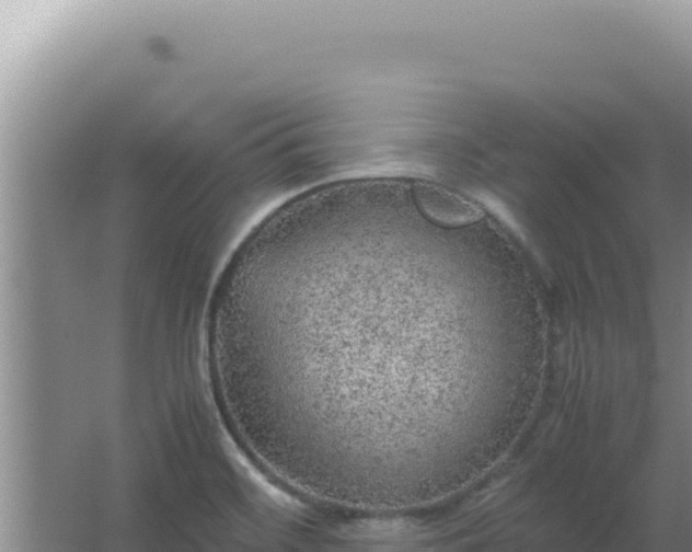 X0000067501468200604150055