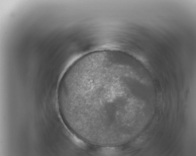 X0000067501470200604150055