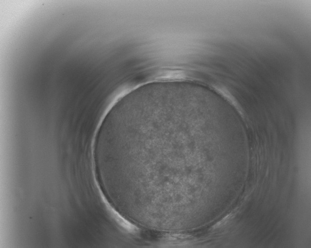 X0000067501475200604150055