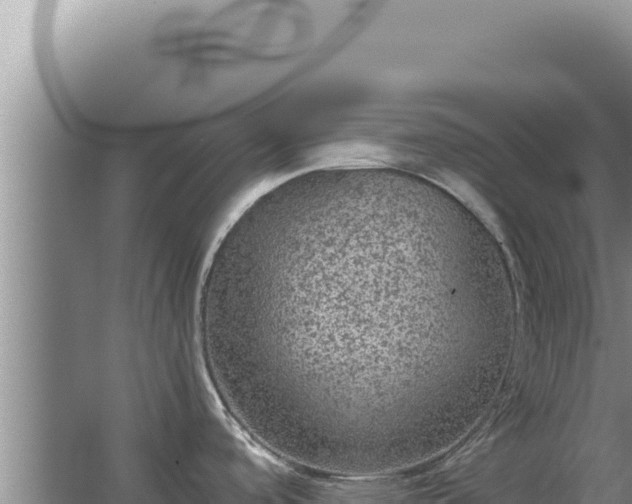 X0000067501488200604150055