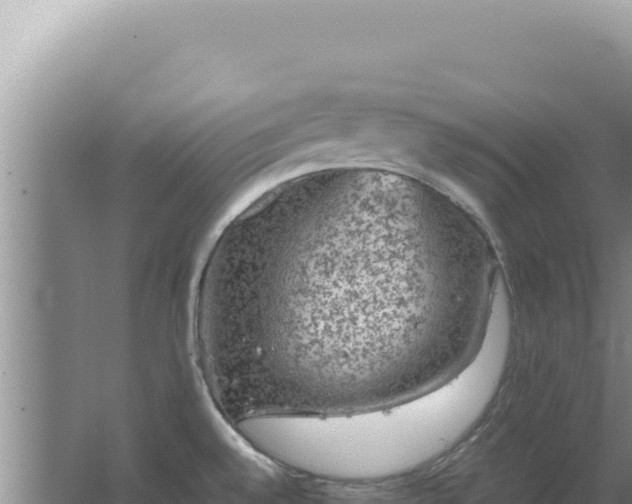 X0000067501528200604150054