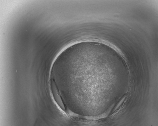 X0000067501536200604150055