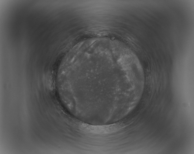 X0000067500030200604211736