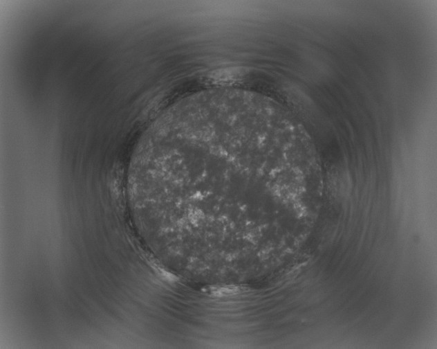 X0000067500181200604211734