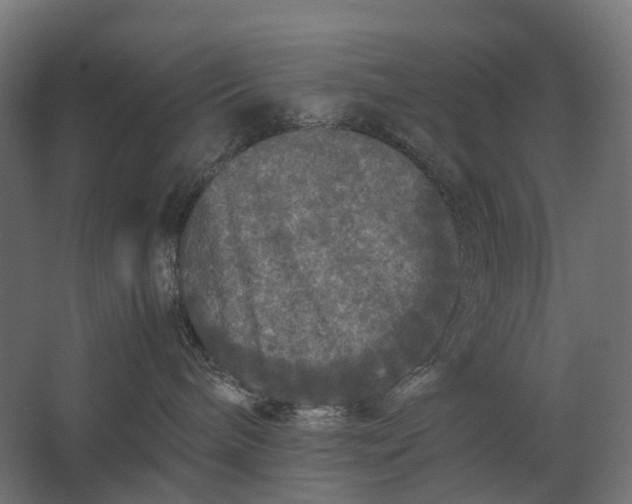 X0000067500240200604211733