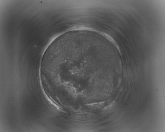 X0000067500863200604211723