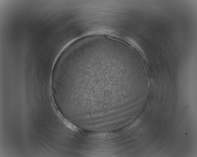 X0000067500948200604211721