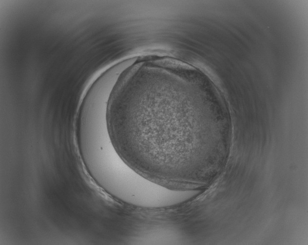 X0000067500960200604211721