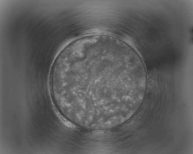 X0000067501098200604211718