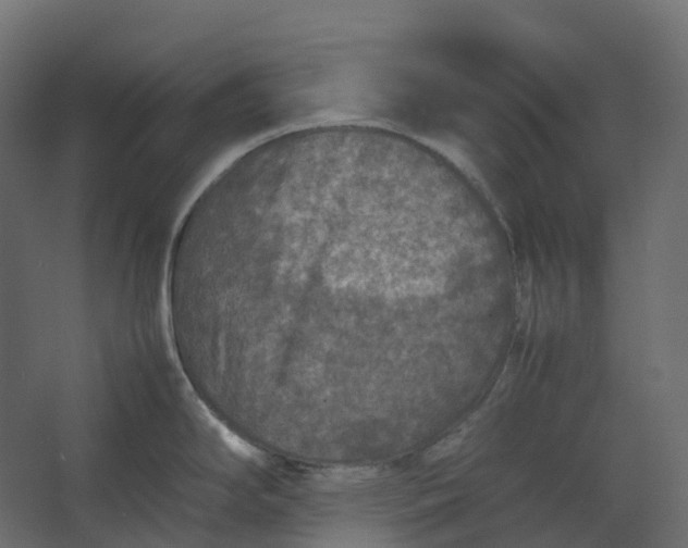 X0000067501294200604211715