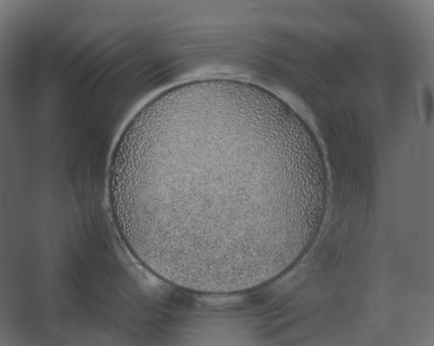 X0000067501296200604211715