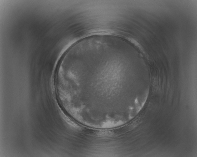 X0000067501466200604211712