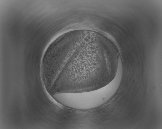 X0000067501528200604211712