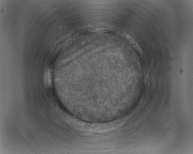 X0000067500026200604281554