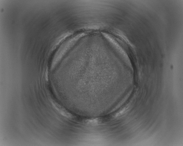 X0000067500068200604281553