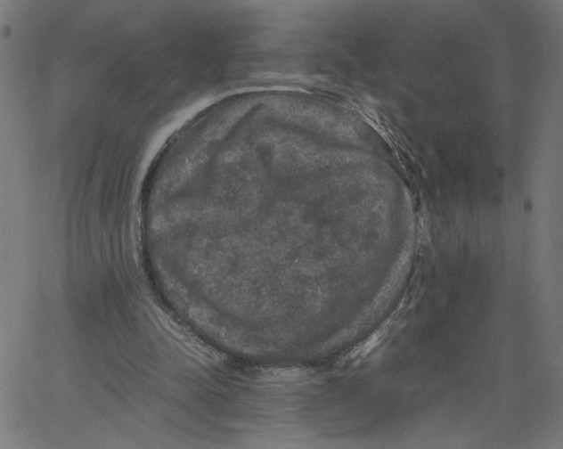 X0000067500342200604281548