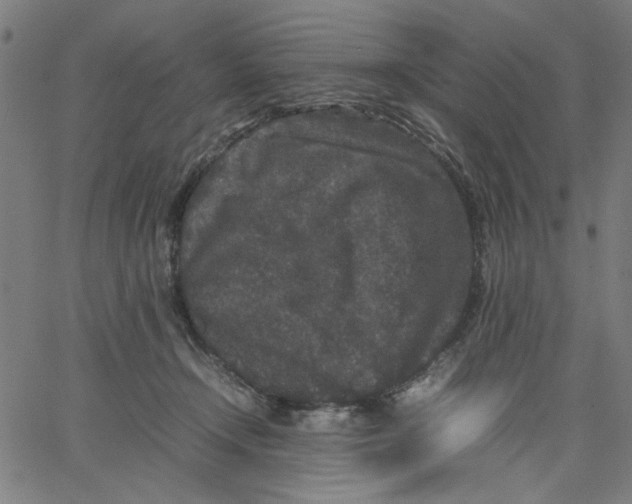 X0000067500366200604281549