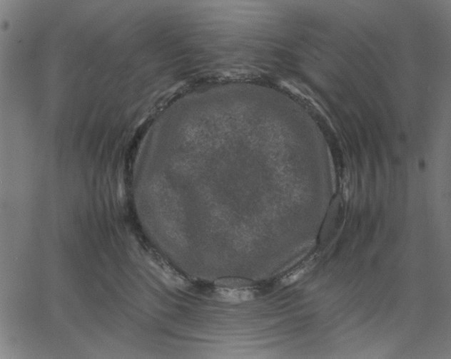 X0000067500520200604281546