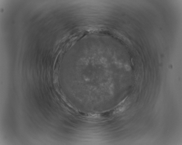 X0000067500720200604281542