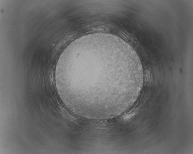 X0000067500820200604281540