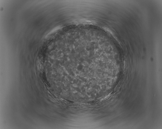 X0000067501063200604281537