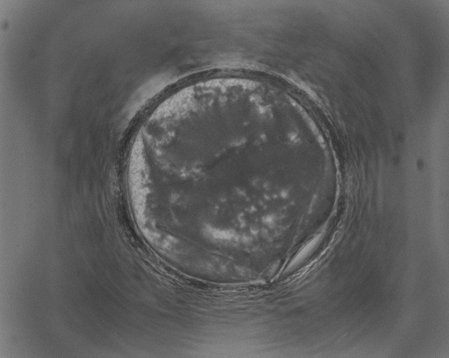 X0000067501263200604281534