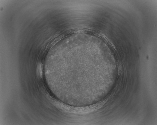 X0000067500026200605051814