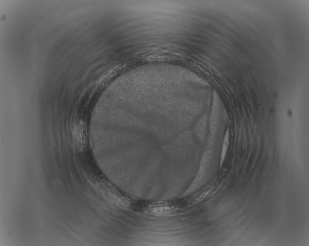 X0000067500228200605051811