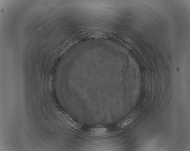 X0000067500266200605051811