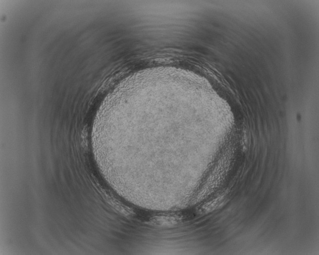 X0000067500466200605051808