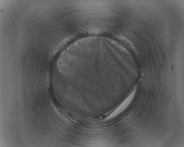 X0000067500496200605051807