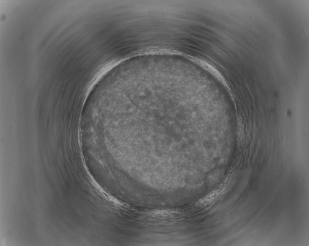 X0000067500847200605051801
