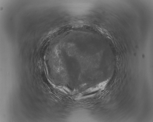 X0000067501445200605051751