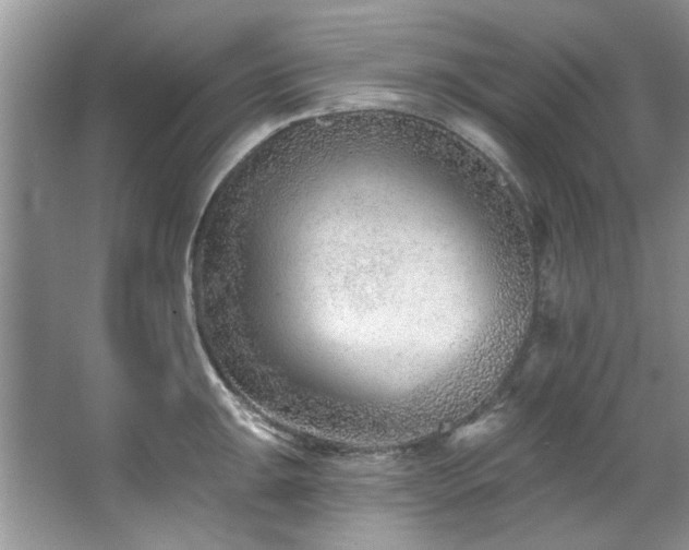 X0000067511047200604071247