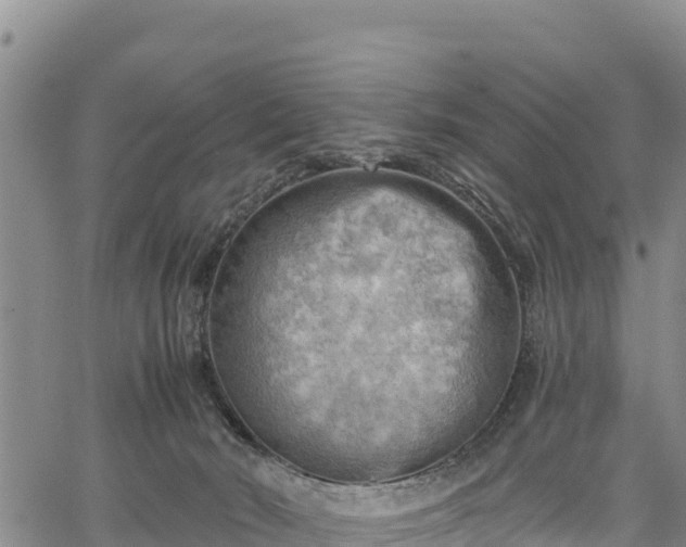 X0000067510030200604101307